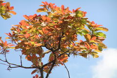 Terminalia bellirica